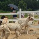 애원목장 이미지