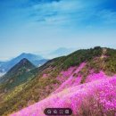 진달래 이미지