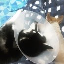 산본중앙동물병원 이미지