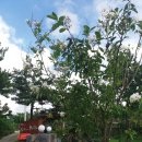 소희네 하우스 이미지