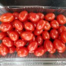 방울토마토
