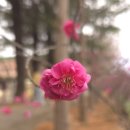 매화희망센터 (옥내1) | 순천 탐매마을 매화 개화 70% 실시간 후기/2026 탐매축제 일정과 봄꽃 여행