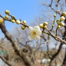 2026.02.21. 첫 매화 이미지