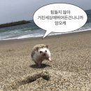 태양이발