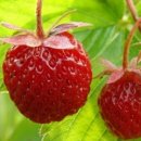 상록수한의원 이미지