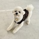 라이펙스 | 강아지췌장영양제 벳플러스 라이펙스 췌장염 앓았던 강아지에게 꾸준히 먹이는 영양제