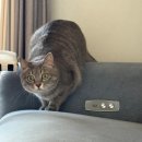 (주)사료회관 | [블챌] 먹부림이 몬줄알아?