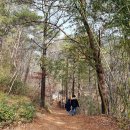 소나무숲 이미지