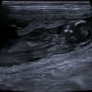 하바네즈 코리아 이미지