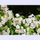 곡성-065 이미지