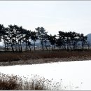 소나무풍경 이미지