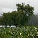 버드나무 이미지