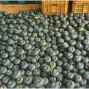 일품농장 이미지