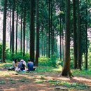 피톤치드 이미지