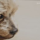 참동물병원 네이버블로그