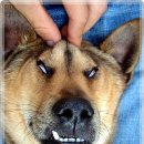 똥강아지 이미지