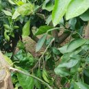 복자농장 이미지