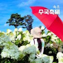 속초다육 | 속초 <수목농원 목수국축제> – 하얀 목수국의 여름 정원