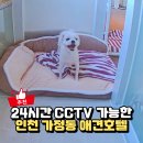 이레CCTV | 인천 가정동 애견호텔, 24시간 CCTV 가능한 씨씨캠독
