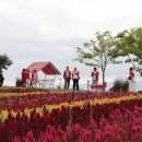 섬 맨드라미 축제 이미지