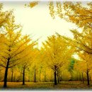 두그루나무 이미지