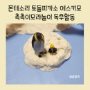 유아전집 몬테소리 토들피카소 생각그림책 에스키모 독후활동