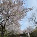올레길 하천형 1코스 | 안양천 벗꽃을 즐기며 구로올레길의 모든 코스를 완성하다.
