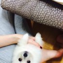 호동이PC 이미지