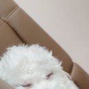 송이종합동물병원 이미지