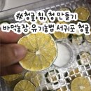 도청농장 | 바먹감귤 제주도청귤 후기 – 풋귤로 만든 청귤청 &amp; 청귤칩 상큼 폭발!