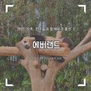비오는 날 에버랜드가서 바오들과 동물들보고 먹부림하고 왔어요!