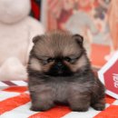 예은켄넬 이미지