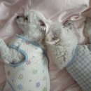 윤퍼피살롱 이미지