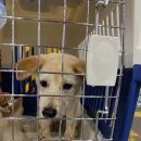 벨라켄넬 이미지