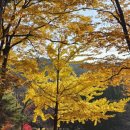 한국관광홍보 (주) | 아산 단풍명소 한국관광 100선 현충사 / 곡교천 은행나무길 실시간