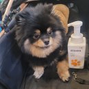 마이쏠펫 이미지