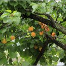 서일 농장 이미지