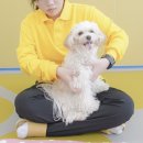 옐레드애견유치원&애견호텔동탄예당점