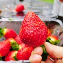 드림농장 | 더드림 딸기 따기 체험 농장 올해도 다녀온 후기 (3년 차 팁)