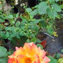 장미농장 이미지