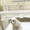 우리 애견 미용실 이미지