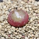 conophytum burgeri 이미지