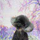 메종VIP203 이미지