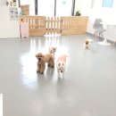 THE 빛나개 이미지