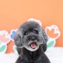 댕글하우스 이미지