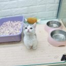 캣초딩 고양이분양 김포구래점 이미지