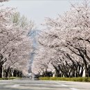 백리벚꽃길 이미지