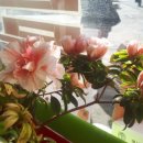 탑리약국 이미지