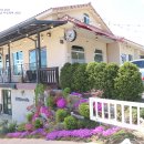 로뎀트리 이미지