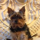 나나리펫하우스 이미지